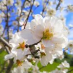 Itinerario siciliano tra mandorli in fiore, paesaggi verdi e natura primaverile.