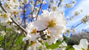 Itinerario siciliano tra mandorli in fiore, paesaggi verdi e natura primaverile.