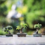 Bonsai malato con foglie ingiallite, simbolo degli errori di cura a marzo.