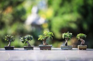 Bonsai malato con foglie ingiallite, simbolo degli errori di cura a marzo.