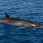 Balena in Italia: avvistamenti, specie e come segnalarli