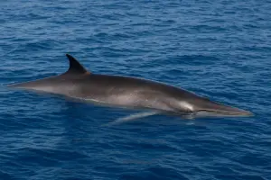 Balena in Italia: avvistamenti, specie e come segnalarli