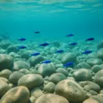 Immersioni in Italia: i migliori siti di diving da nord a sud